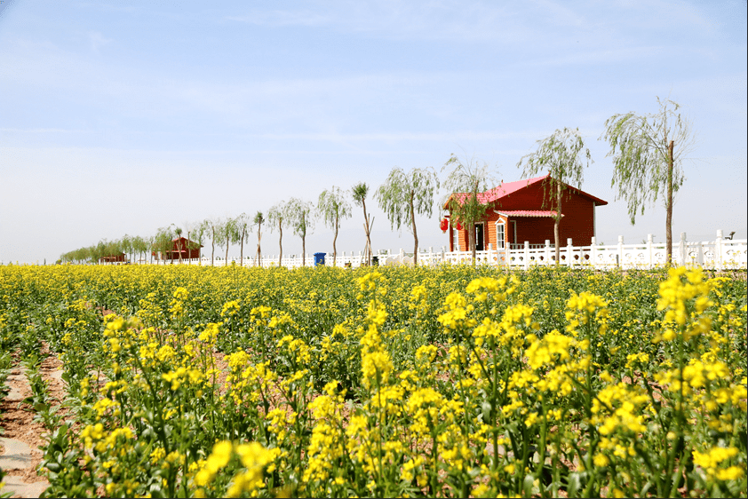 甘肃张掖红桥庄园油菜花绽放如"金色花海"
