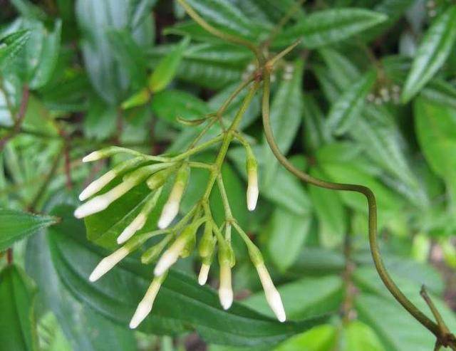 野生藤科植物大全图片图片