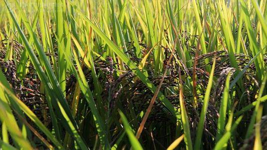 中国长寿之乡广西河池市特色农产品:东兰墨米