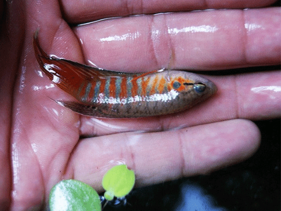 农村孩子几乎都认识这种鱼,如今水质被污染了已经见不到鱼的影子了!