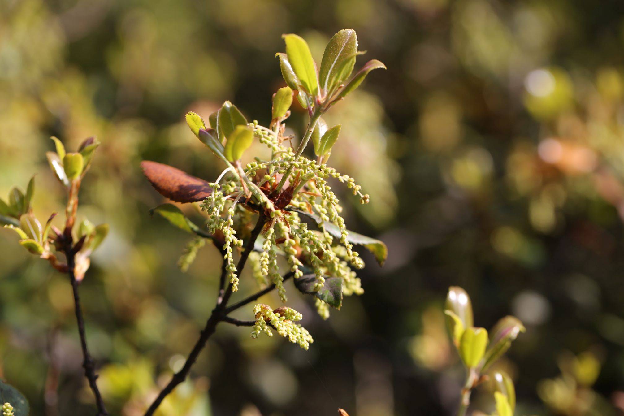 庆元植物1154-壳斗科-栎属-乌.冈栎
