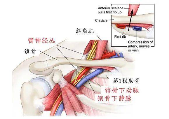 锁骨头解剖图片图片