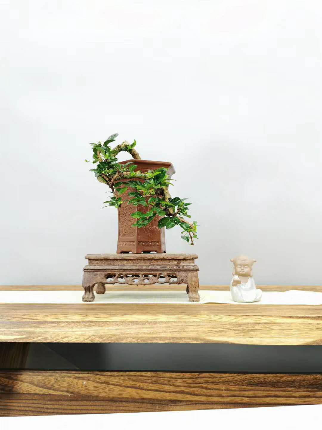 超美小叶福建茶,盆景-搜狐大视野-搜狐新闻