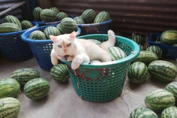 原创主人给猫咪准备一张椅子每天让它在瓜田监工偶尔出去帮忙卖瓜
