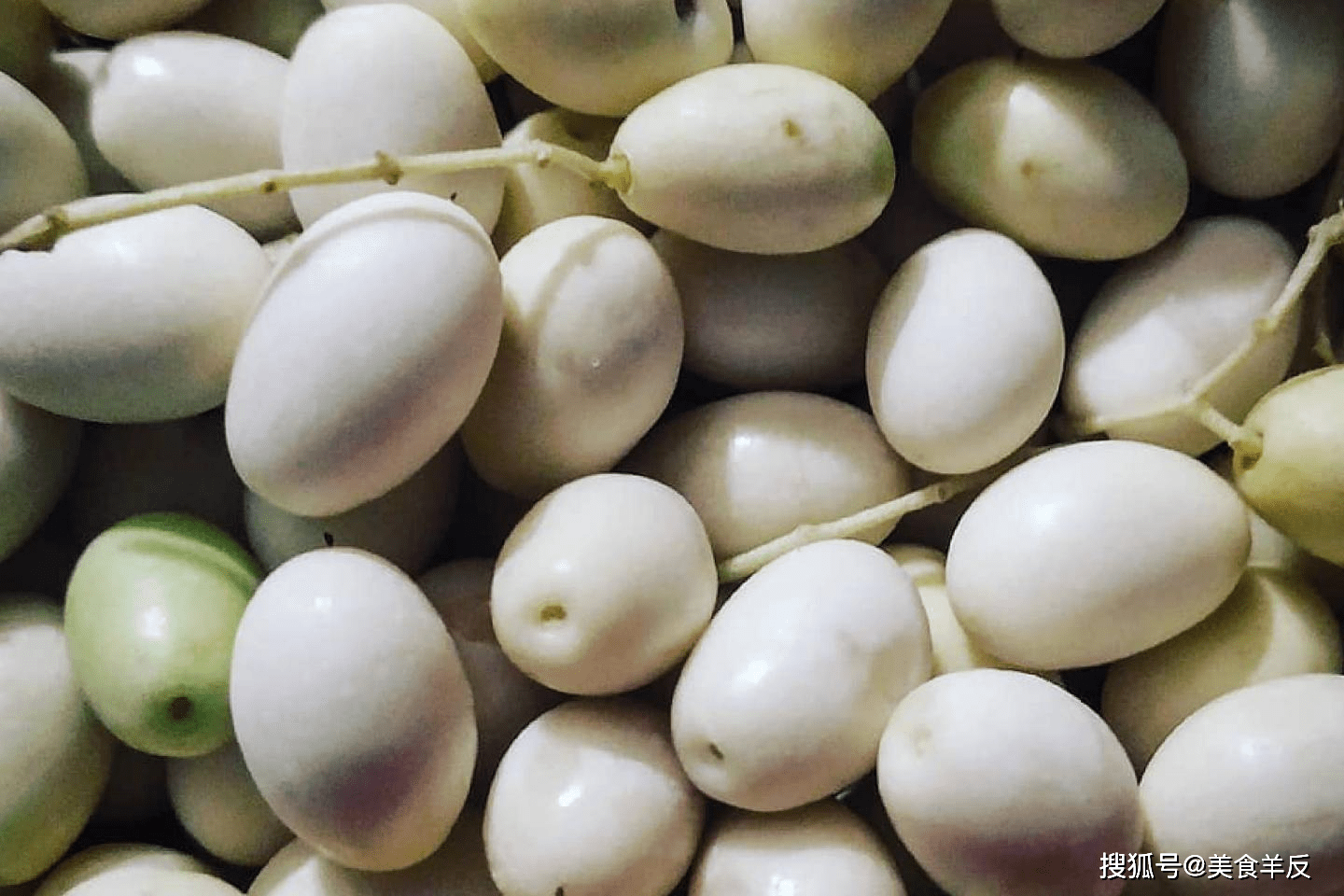 白橄榄: 稀有的古橄榄与帝王之根 比青橄榄和黑橄榄味道更甜