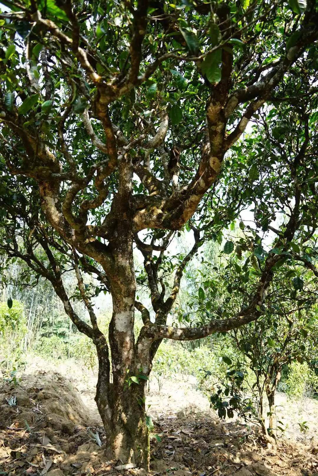 干货分享茶香如初恋般甜蜜的滇南野放红茶