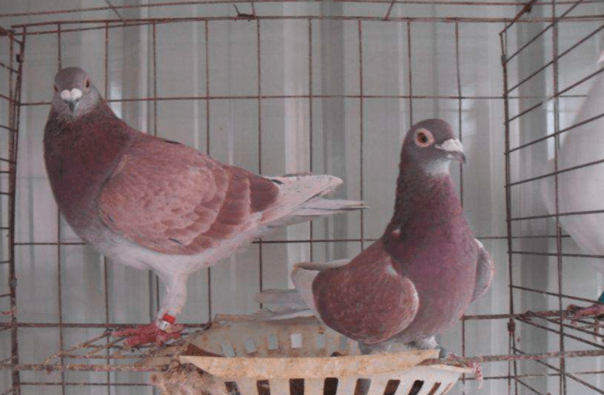 信鸽界的红狐狸系距离,新手别错把"红降"当红狐狸_手机搜狐网