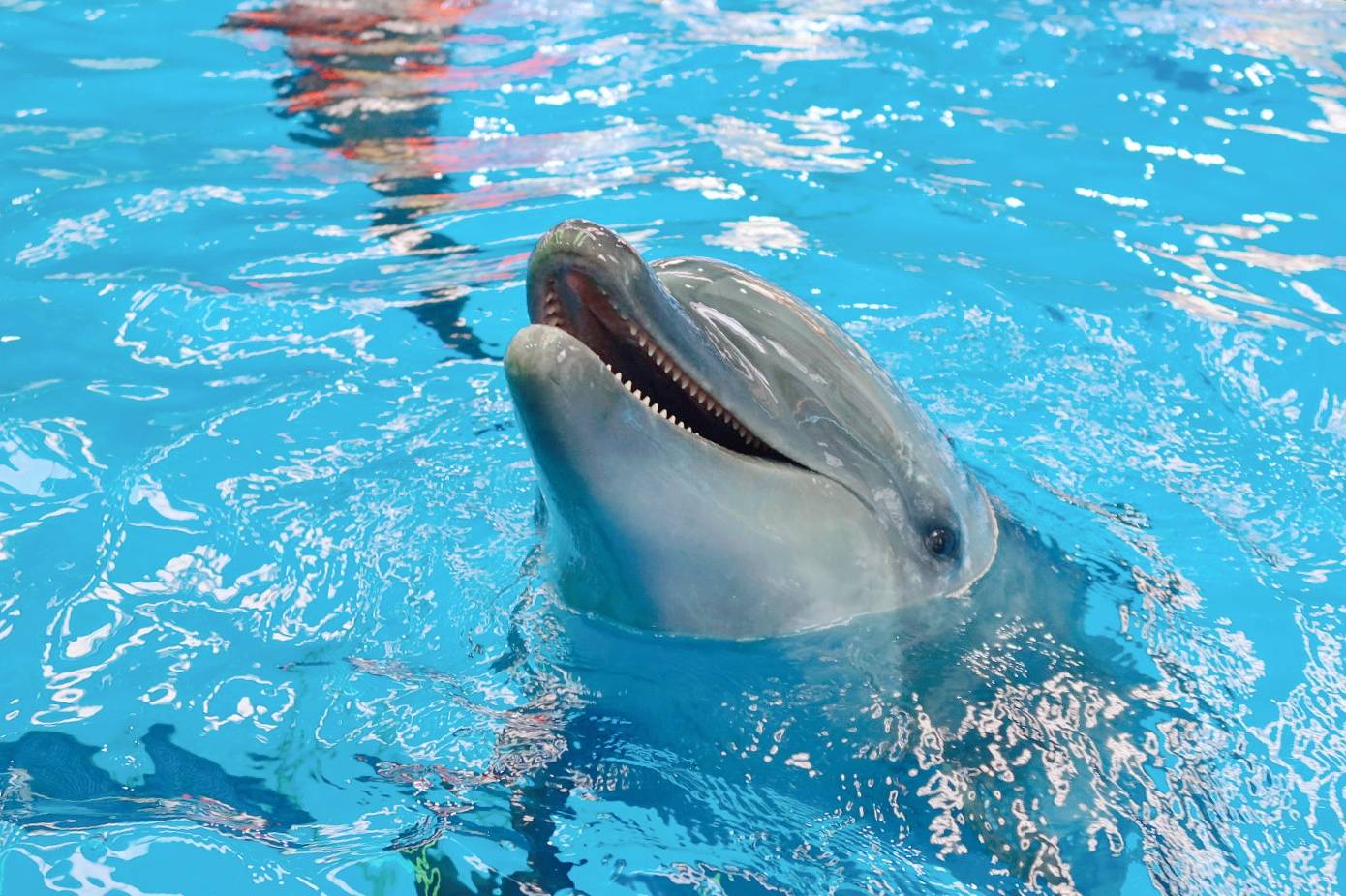 住在抚仙湖的梦幻城堡享海豚湾之夏