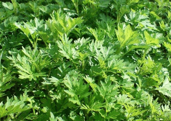 原创
脚气让人饱受其苦,提醒:治疗脚气有妙招,这几个小方法可以一试