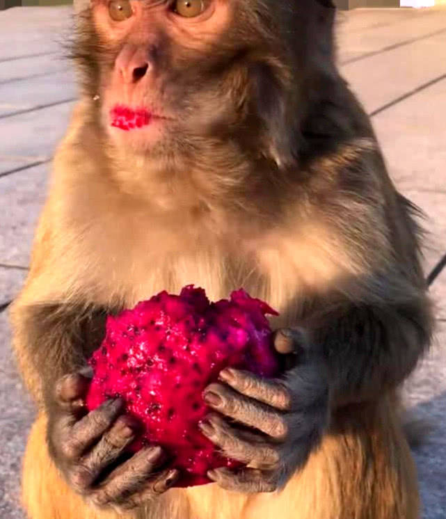 猴子抱着火龙果在吃,抬起头的一瞬间,游客们都被它给逗乐了