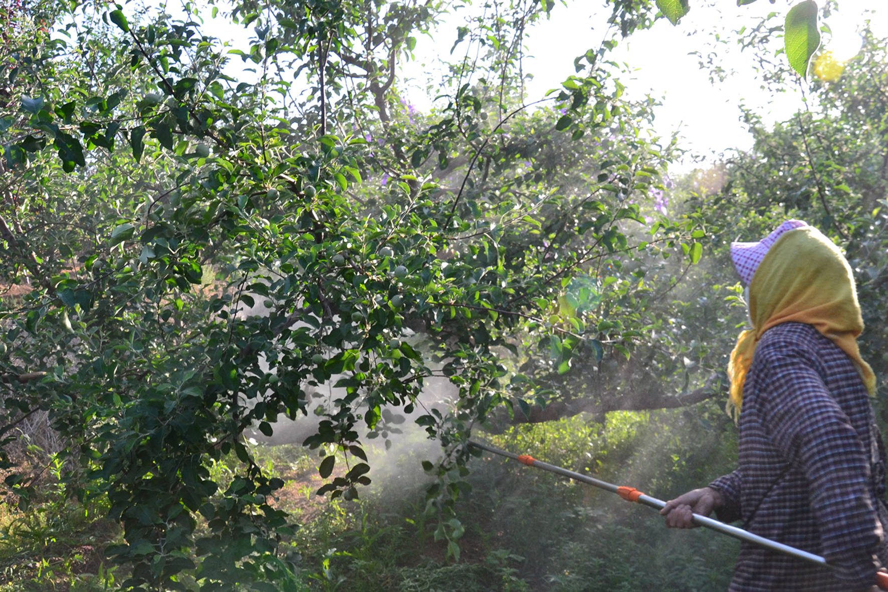苹果套袋前先打药这样会不会有农药残留这个没有必要担心
