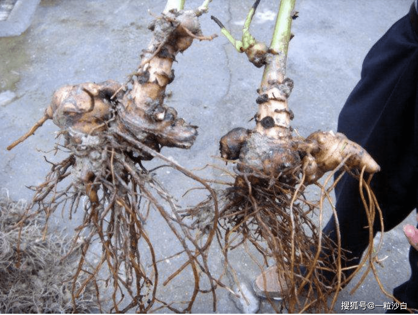 乌头有大毒,但也是一味良药,既能散经络之寒而止痛,适用于风湿,类风湿