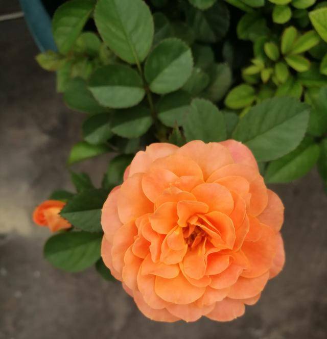 果汁阳台月季——橙色微月(荷兰阳台系列)