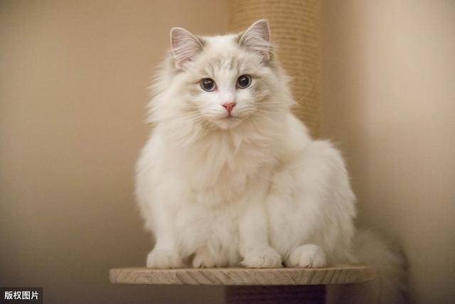 想养猫,但不知道养什么猫,来了解一下最好养的猫咪top5榜单