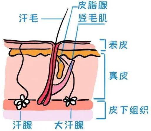 爱闻人类出汗的腋下又是为什么?_汗腺