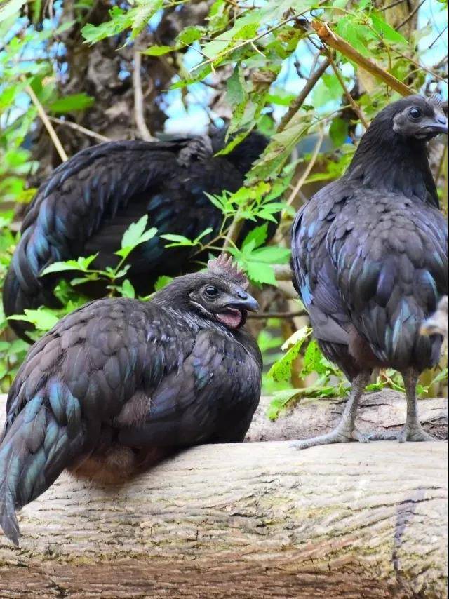 五黑鸡的介绍及营养价值