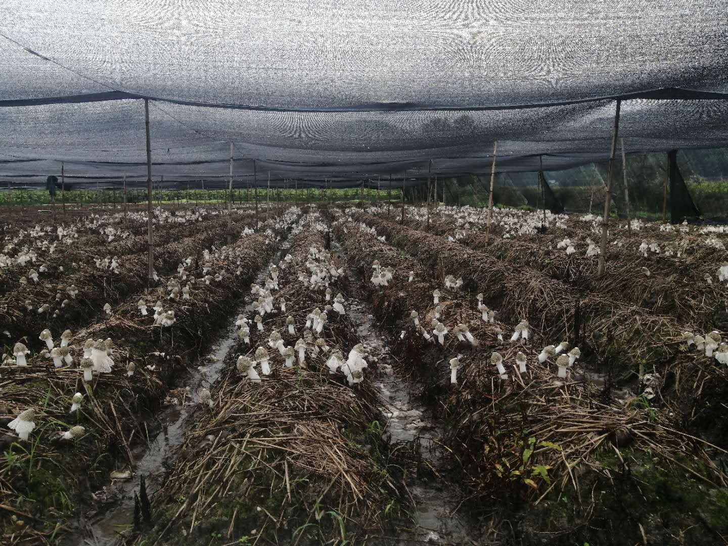 肖家坊镇科技特派员许朝伙到坊前村支部书记黄声良竹荪种植基地了解