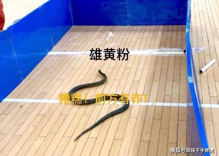 雄黄,大蒜,风油精到底能不能驱蛇? 杭州消防抓了一条偷蛋蛇做实验