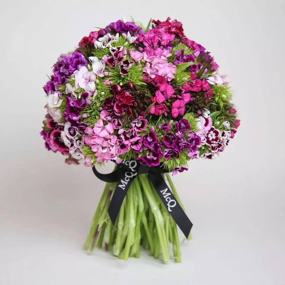 养花小助手——石竹梅怎么水养?教你一招