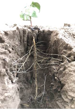 棉花惊叹之二:用了地驰素的根系这么发达!区别太大了!