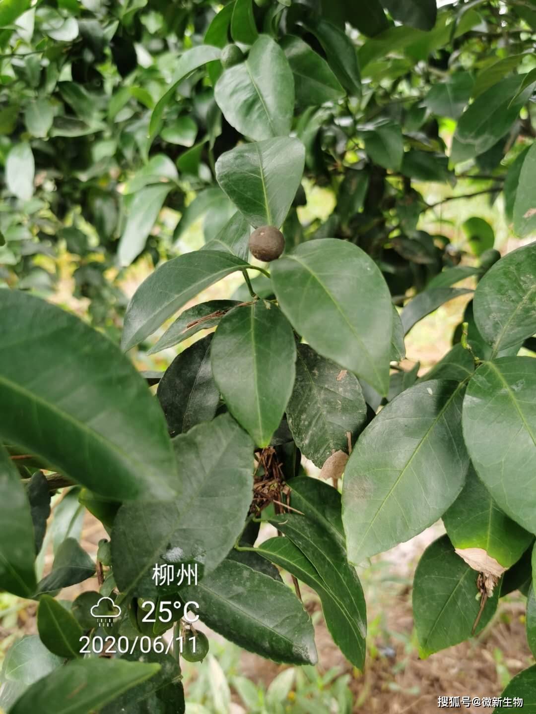 柑橘白癞病用什么药剂(甘橘白癞病)