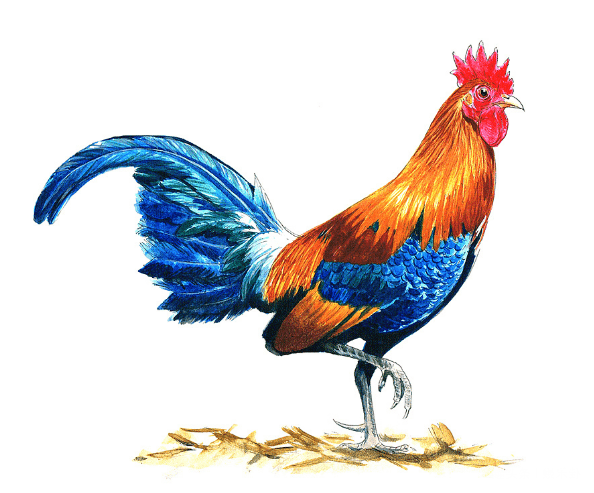 生肖鸡:6月"凤凰展翅",一路发财不停,尤其是81年的生肖鸡!