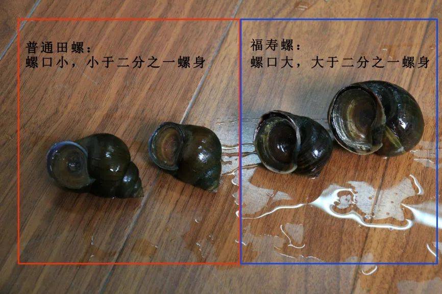 请勿随意捕捞!_食用