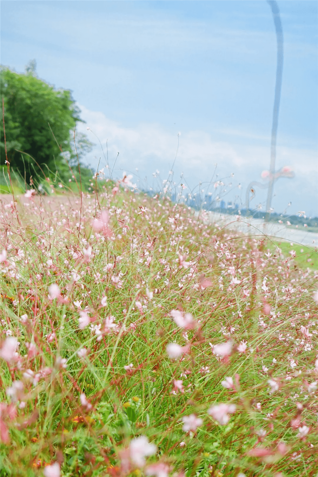 成片的粉色浪漫花海 出片率高