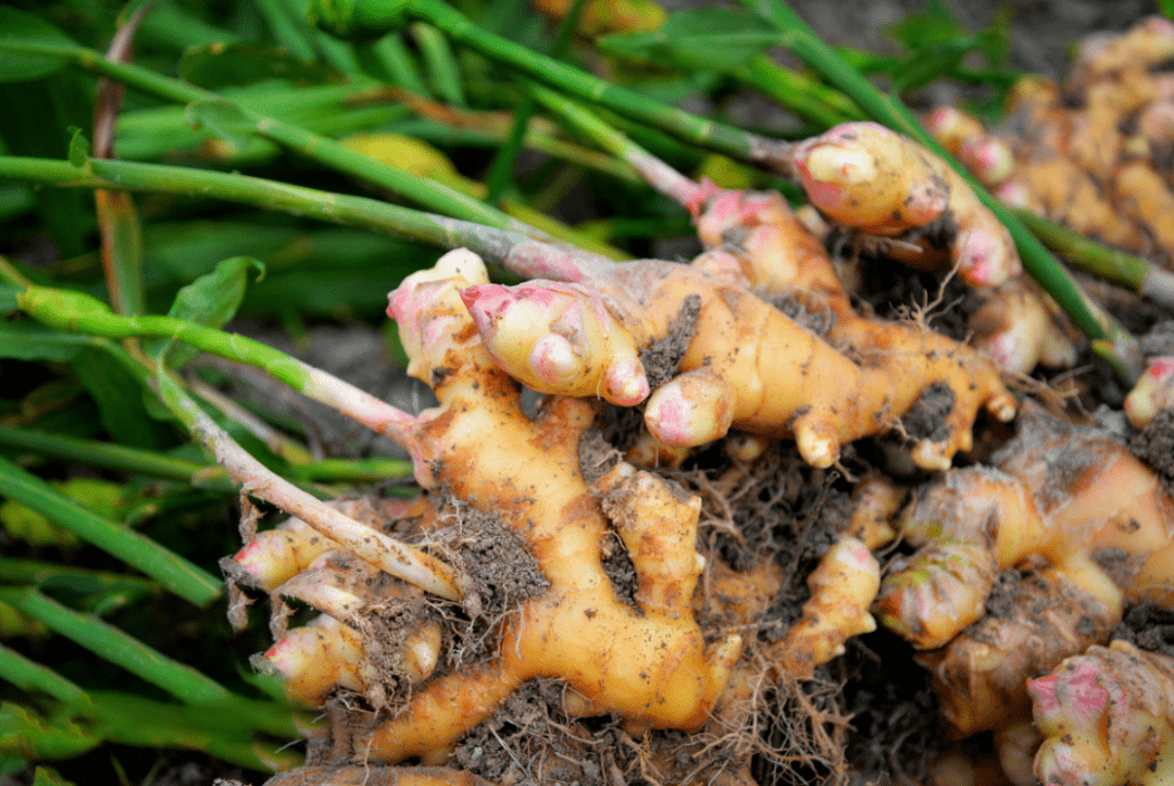 神奇的姜疗,有什么好处?