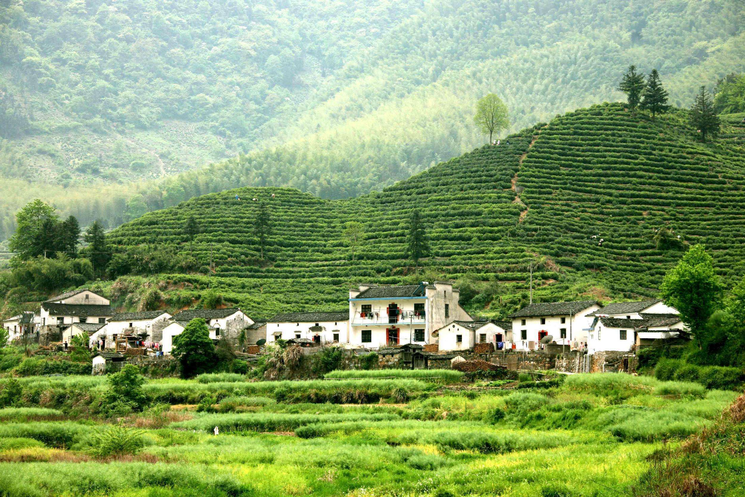 黄山茶园(图片来源网络)