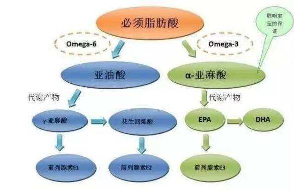 冷門科普說: 為什麼α-亞麻酸比亞油酸更值得被重視?