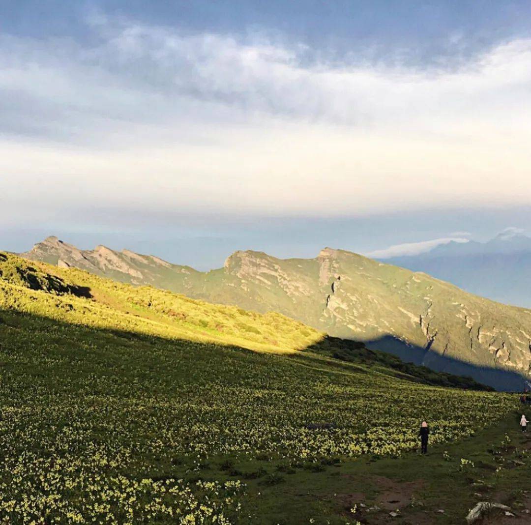 还有雪山花海的绝妙组合 | 最全川西花季时间表