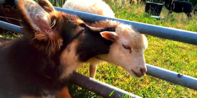 原创德牧和小羊感情甚好,清闲之际还不忘给它舔毛,主人看了都羡慕