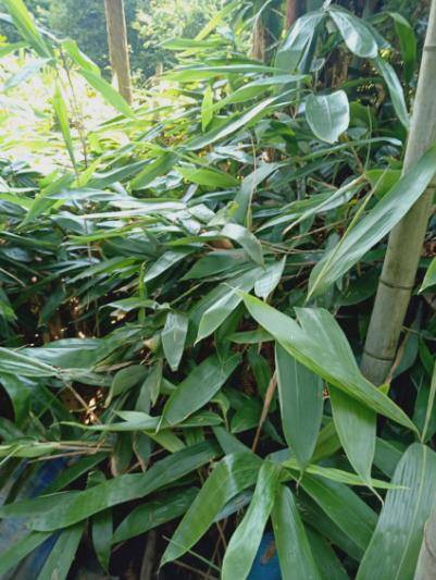 端午节到了,包粽子你会处理粽叶吗,看看这篇文章,教你处理粽叶