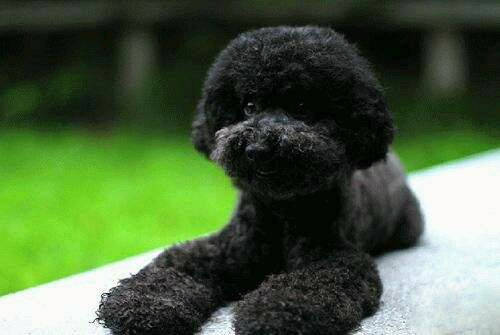 宠物主人发现自己养了一年的黑色泰迪犬有逐渐褪色的现象,本来毛色是