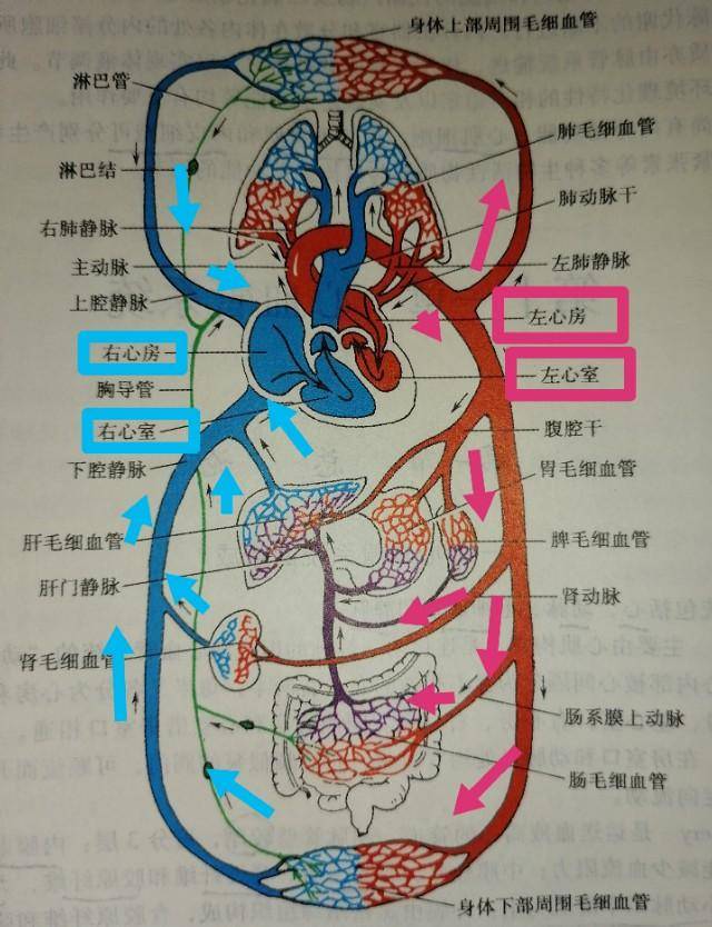 什麼叫竇性心律會影響身體麼