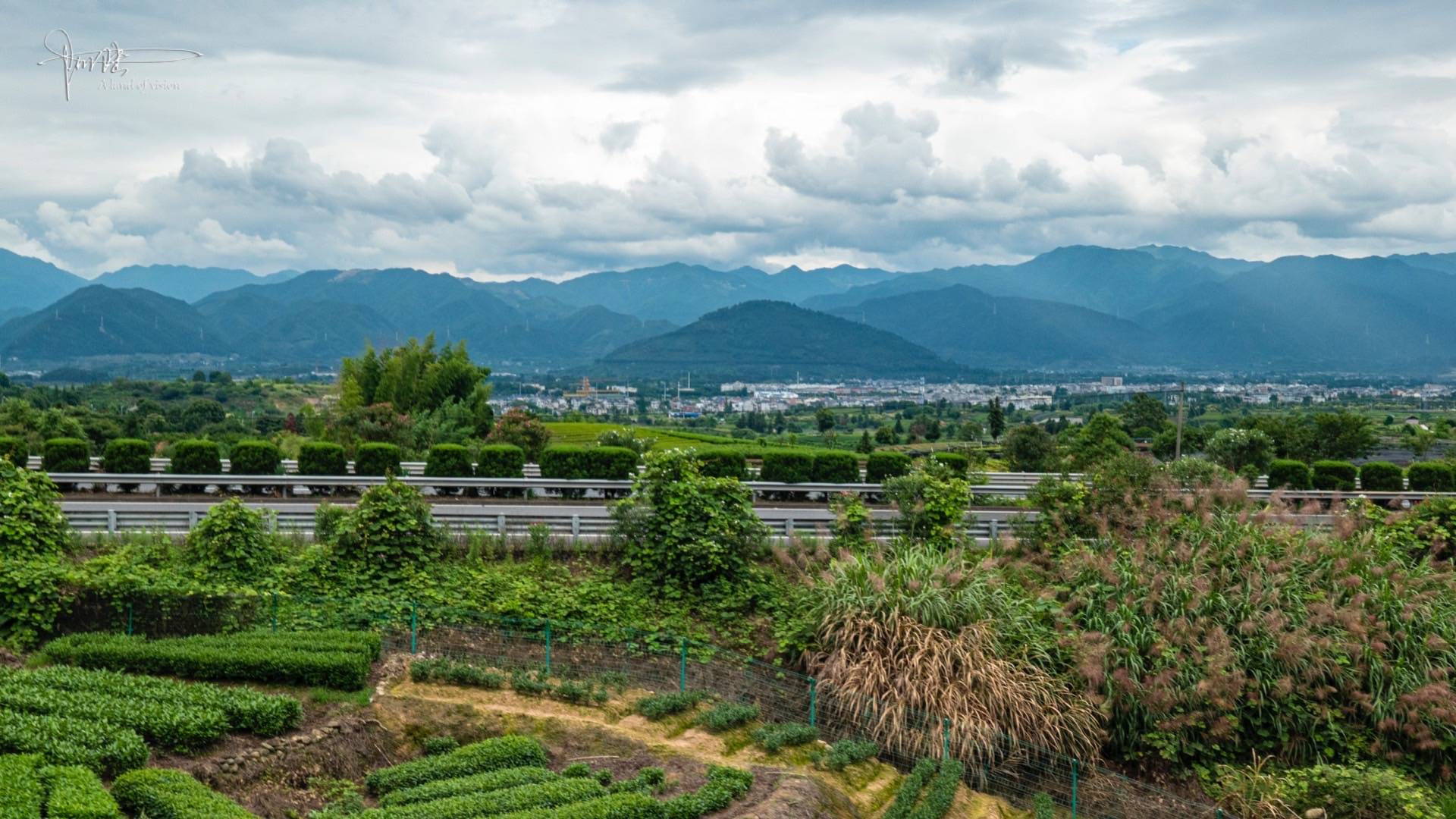 1/ 11 沒想到松陽的大木山茶園有這麼大,光茶園面積就有八萬多畝.