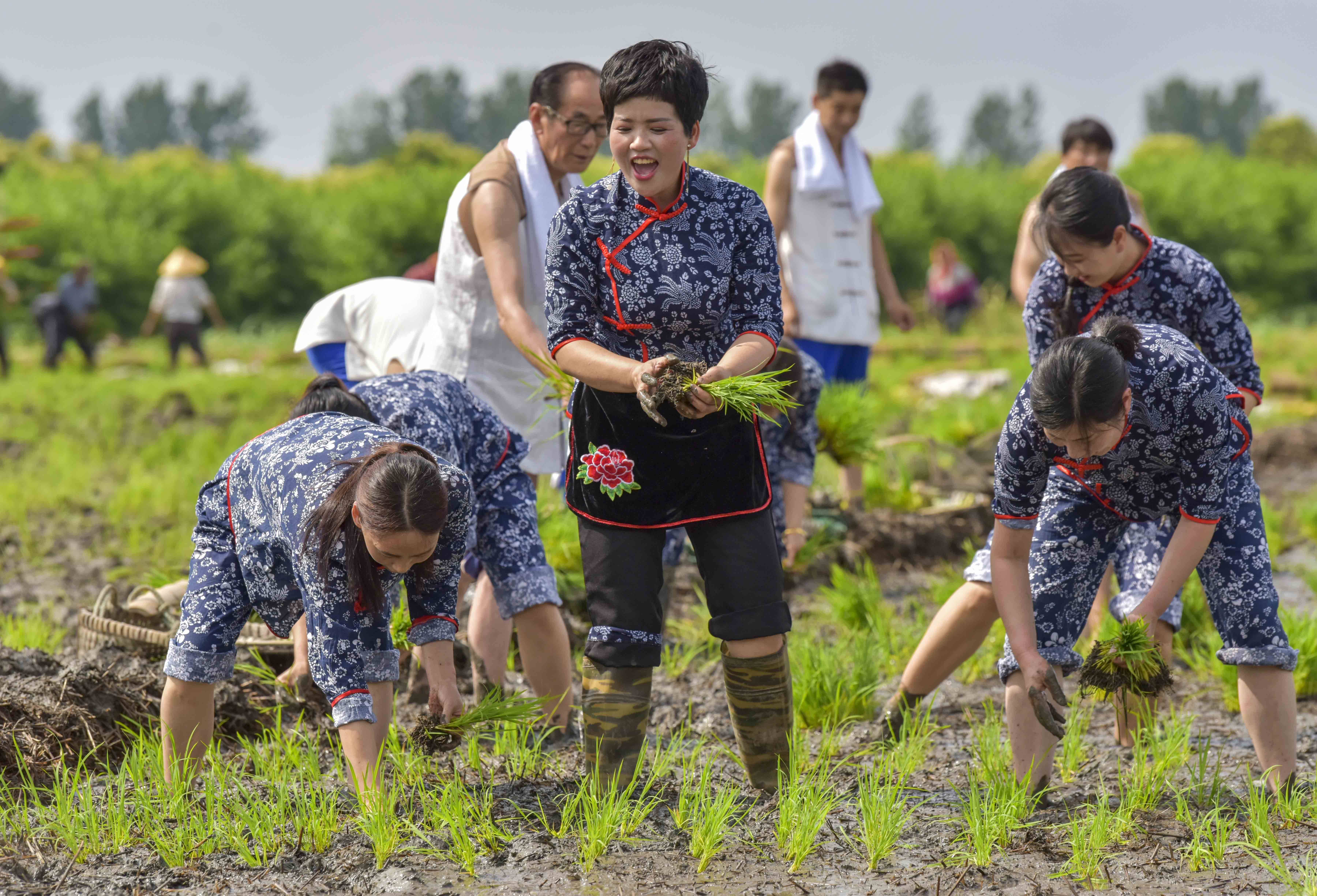 江苏泰州:非遗传承人走进田间唱响"茅山号子"