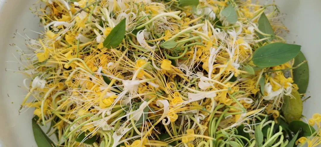 北花一号金银花药用价值