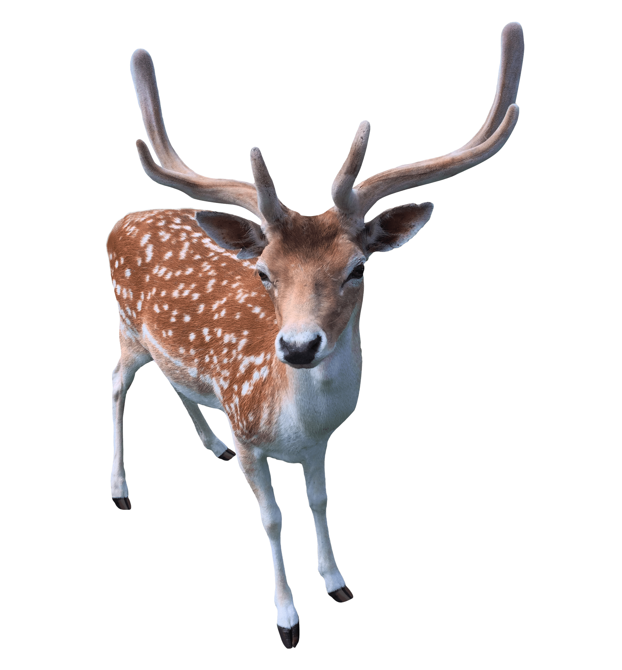 奈良公园的鹿|摄影|动物|奉贤贝多芬 - 原创作品 - 站酷 (ZCOOL)