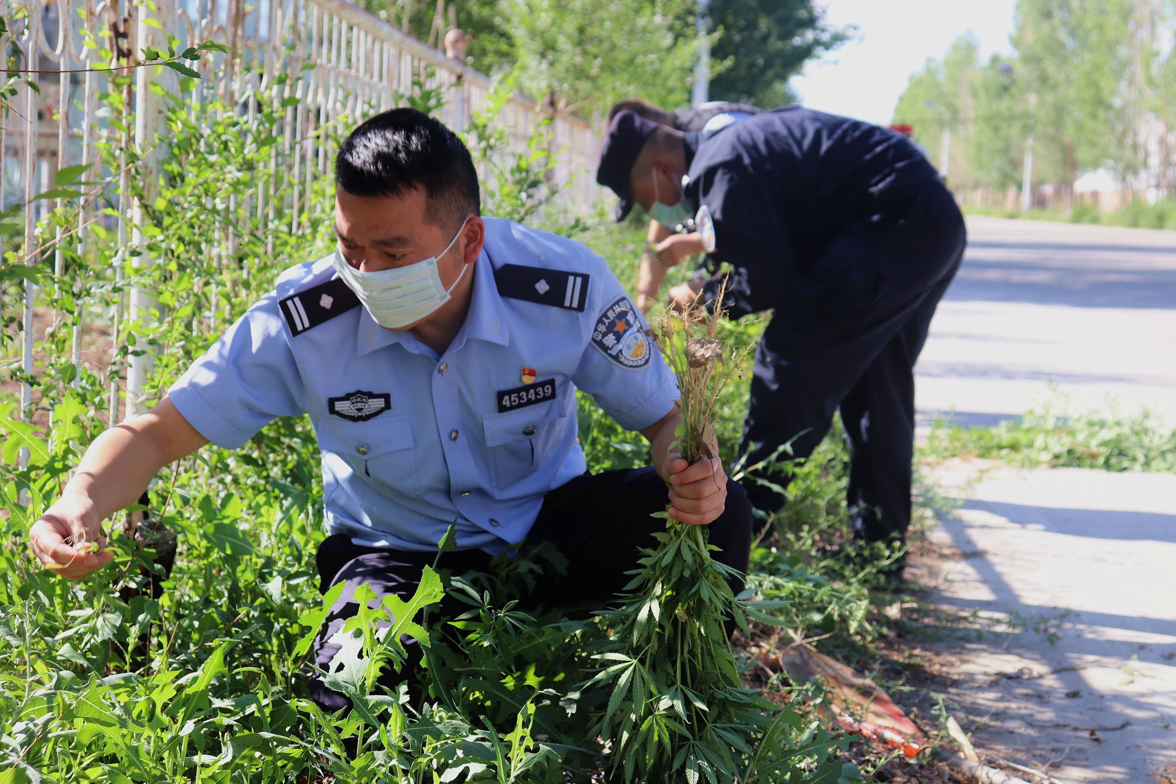 新疆阿勒泰口岸边境派出所铲除并销毁野生大麻原植物千余株