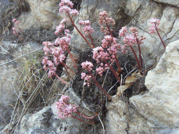 雾灵山的中国特有植物——独根草
