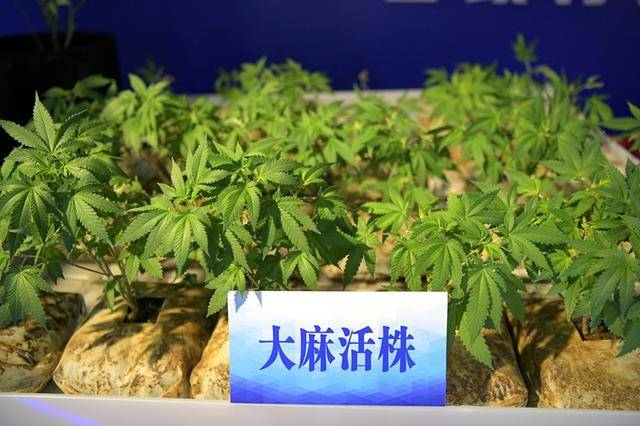 废弃楼种大麻，用比特币交易！南京警方破获一起重大贩毒案