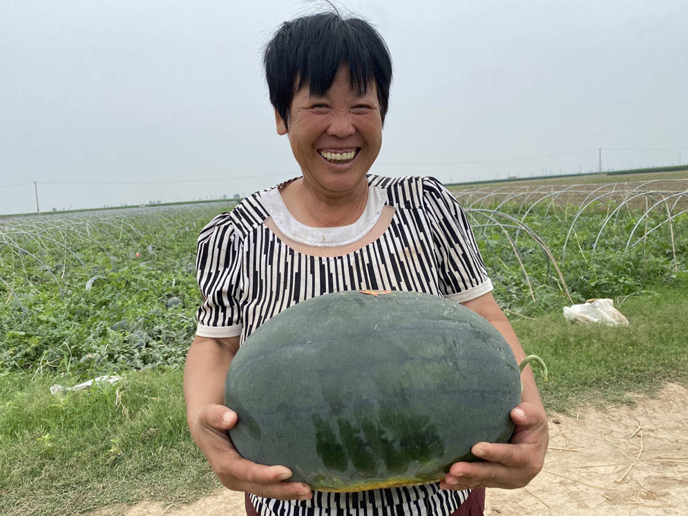 大荔:韦林镇沙甜的大西瓜吸引八方客