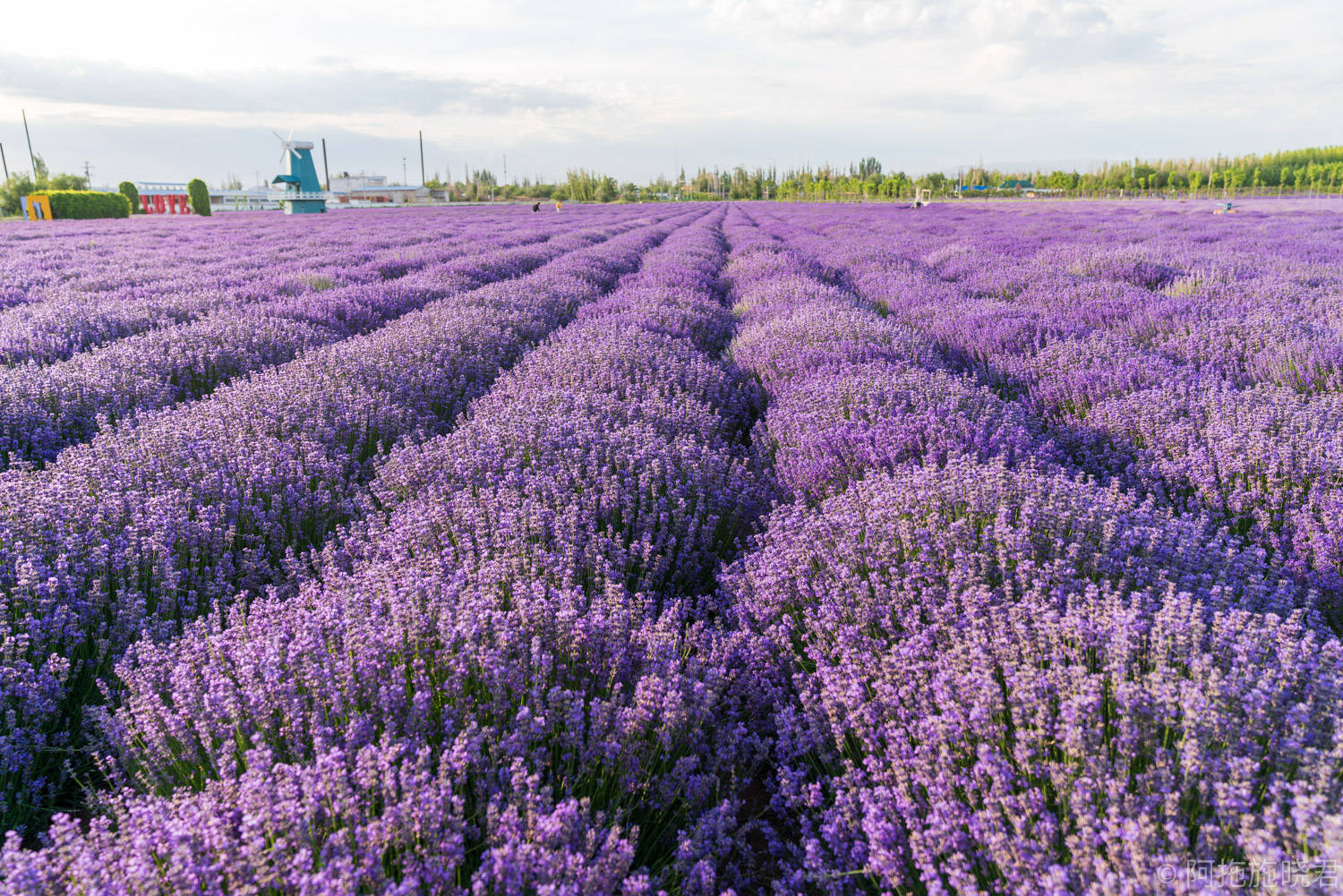 原创六月仲夏,伊犁薰衣草绽放,空气中弥漫的都是浪漫的味道