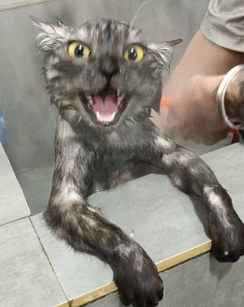 原创猫咪一洗澡就抓狂,场面惨烈堪比屠宰场,主人无奈采用辅助性工具