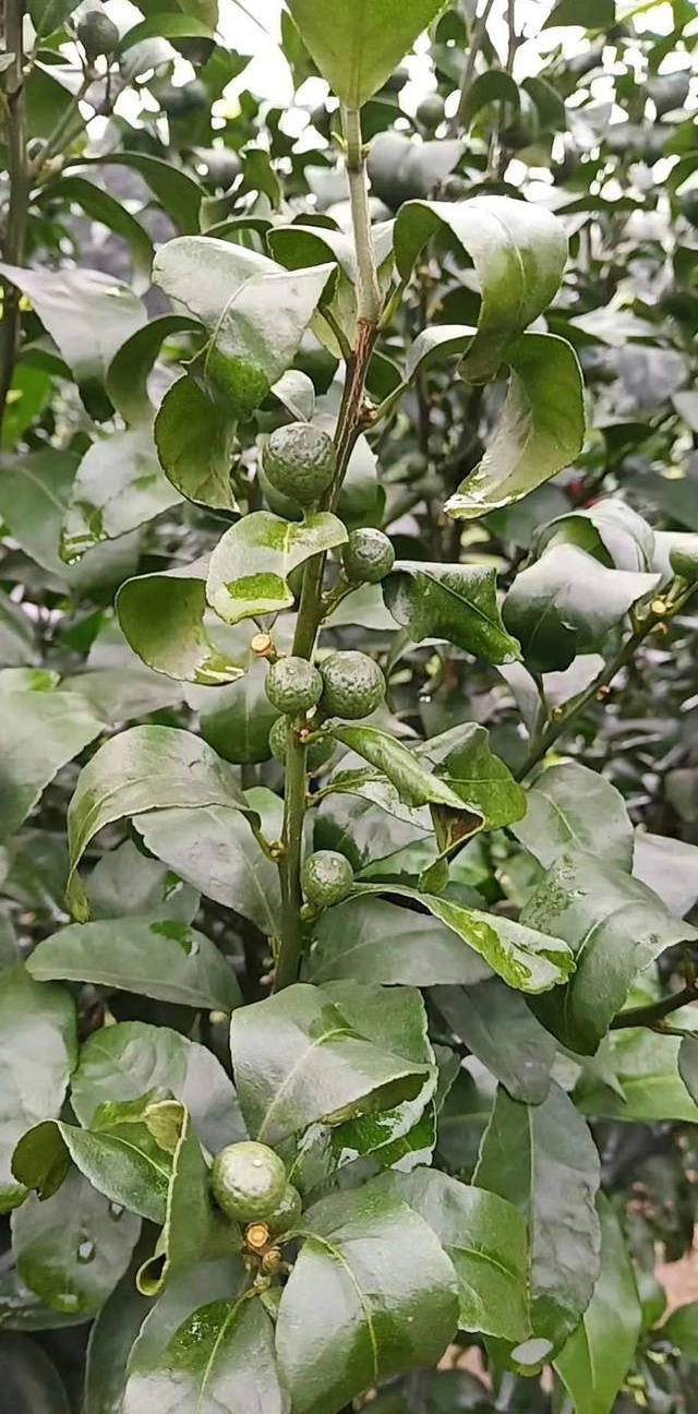 砂糖橘,已经有木栓化,但是还未那么好,果稳的差不多