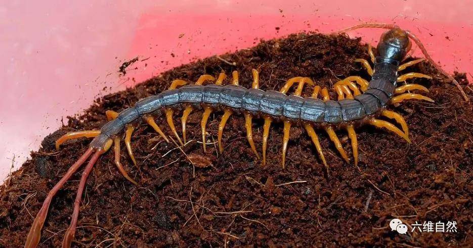 原创西非有一种美丽的蜈蚣,尾巴上长着美丽羽毛,虽有剧毒却成为宠物