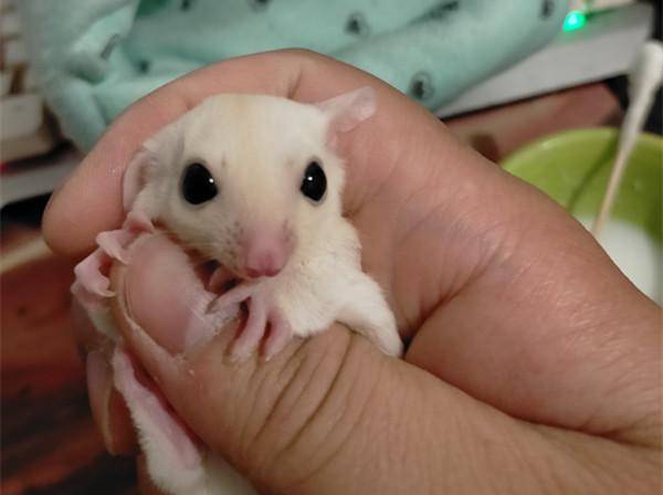 白化蜜袋鼯到底有多萌,请看图!