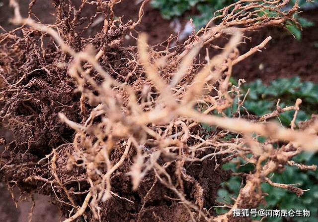 烤烟根结线虫如何处理?烤烟根结线虫防治方法